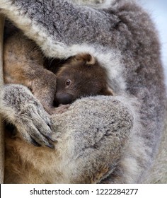 Whilst A Female Koala Sleeps, Her Joey (young Koala) Starts To Explore Outside Its Mother Pouch.