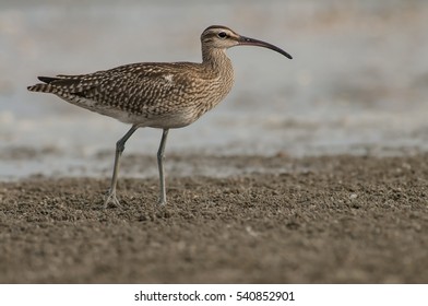 Whimbrel 001