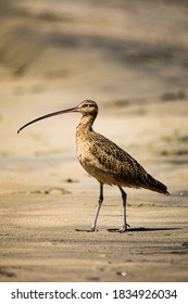 Whimbrel At Border Field State Park