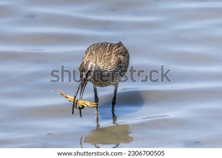 Whimbrel catching a crab in the tidal flat.
