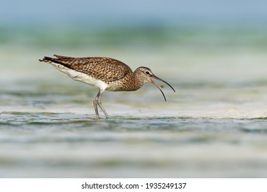 Whimbrel - Numenius phaeopus wading bird with long beak standing and feeding on the low tide on the sandy beach with waves in the background. Blue ocean and the african coastline.