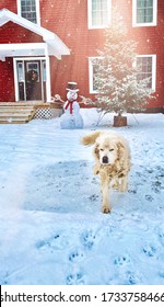 Whimsical Holiday Portrait Of Large Dog And Farm House Christmas Wreath. White Great Pyrenees Family Pet Plays In Yard In Snow Under Blue Skies. Holiday Collection