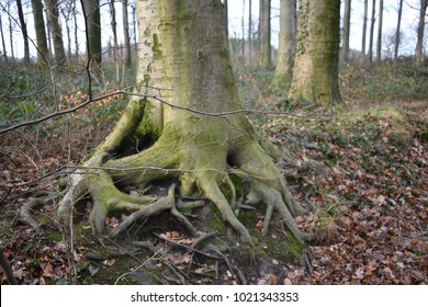 Whimsical tree root