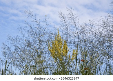 Whimsical wildflowers dance under whispering skies, celebrating the rustic allure of World Biodiversity Day and the Festival of Weeds