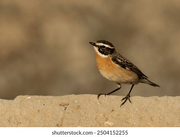 Whinchat perched concrete wall at Hamala, Bahrain  - Powered by Shutterstock