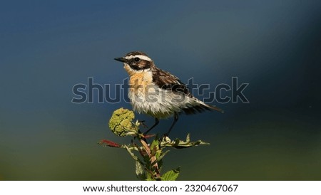 Whinchat sits on a plant in the sun after a bath with wet feathers