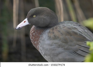 Whio Endemic Blue Duck Of New Zealand