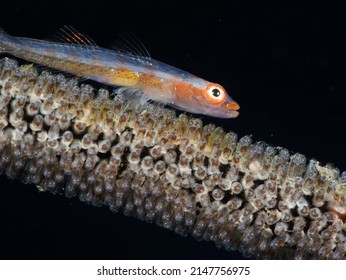 Whip Coral Goby With Eggs