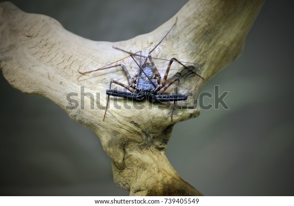 Whip Scorpion\
amblypygi posing over a dry\
trunk.