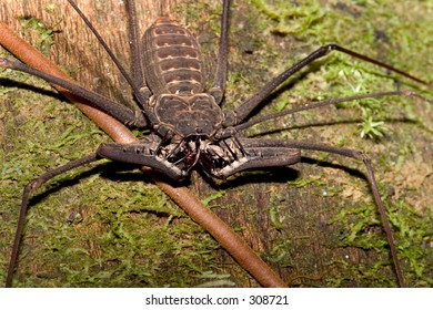 Whip Scorpion Ecuadoramazon Basin Not Poisonous Stock Photo 308721 ...