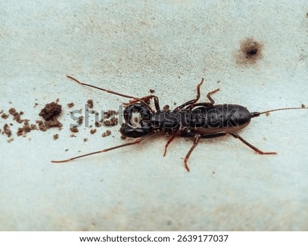 Whip scorpion, also known as vinegaroon, on a bright surface. This arachnid has long pincers, a whip-like tail, and is known for its harmless but intimidating appearance.
