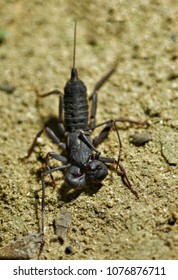 Whip Scorpion On Ground 