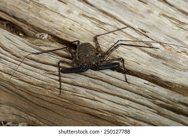 Whip Scorpion / Spider