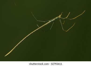 Whip Spider