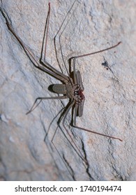 A Whip Spider In A Cave