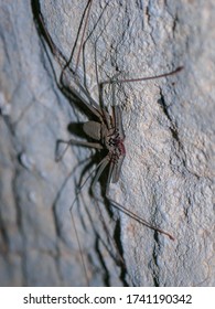 A Whip Spider In A Cave