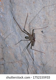 A Whip Spider In A Cave