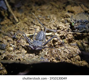 Whip Spider With Lit Back  Ground