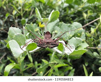 A Whip Spider Or Scorpion In A Garden.