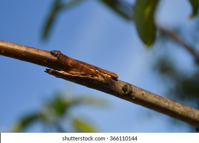 A whip-and-tongue graft healing on a pear tree - Shutterstock ID 366110144