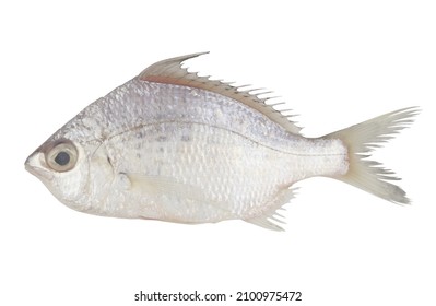 203 Silver Belly Fish Images, Stock Photos & Vectors | Shutterstock