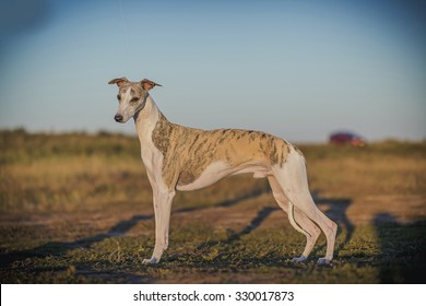 Whippet