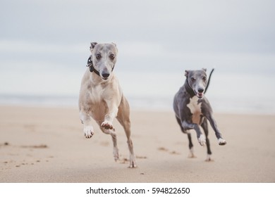 Whippet 