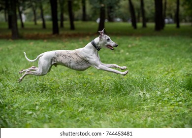 Whippet Images Stock Photos Vectors Shutterstock