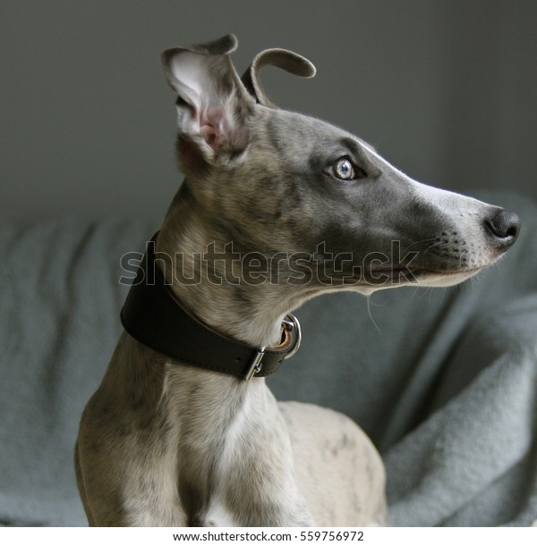 Whippet Dog Black Collar Beautiful Eyes Stock Photo Edit Now