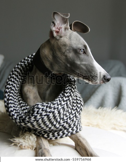 Whippet Dog Black White Scarf Beautiful Stock Photo Edit Now