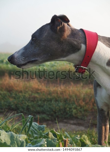 Whippet Dog Breed Medium Size Stock Photo Edit Now 1494095867