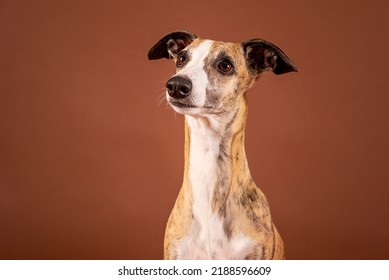 Whippet Dog Celebrates Birthday In Studio