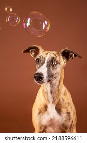 Whippet Dog Celebrates Birthday In Studio