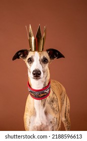 Whippet Dog Celebrates Birthday In Studio