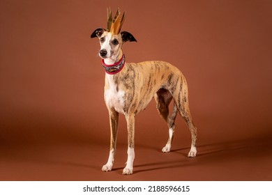 Whippet Dog Celebrates Birthday In Studio