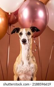 Whippet Dog Celebrates Birthday In Studio