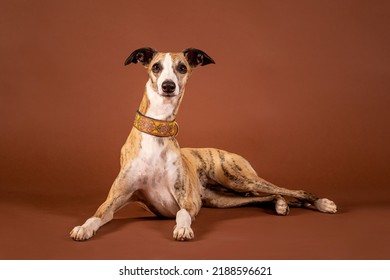 Whippet Dog Celebrates Birthday In Studio