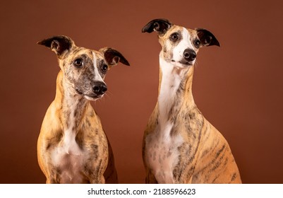 Whippet Dog Celebrates Birthday In Studio