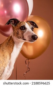 Whippet Dog Celebrates Birthday In Studio