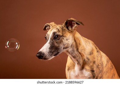 Whippet Dog Celebrates Birthday In Studio