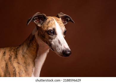 Whippet Dog Celebrates Birthday In Studio