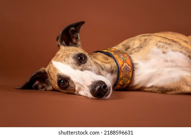 Whippet Dog Celebrates Birthday In Studio