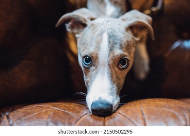 Whippet Dog Puppy Face With Blue Eyes Looking At Camera