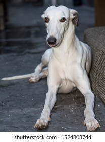 Whippet Puppy Images Stock Photos Vectors Shutterstock