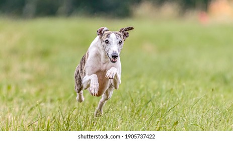Whippet dog running in the field on lure coursing competition
