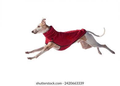 Whippet dog running isolated on white background. English Whippet or Snap dog