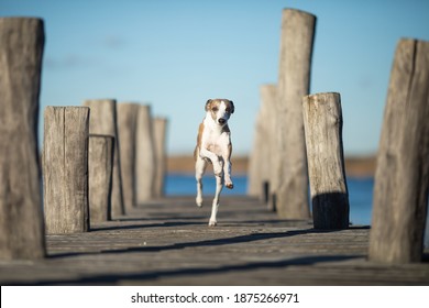 Whippet Dog Running On A Bridge