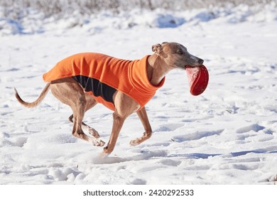 Whippet dog running in the snow with a disc in his mouth. English Whippet or Snap dog