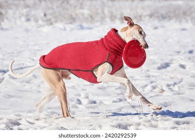 Whippet dog running in the snow with a disc in his mouth. English Whippet or Snap dog