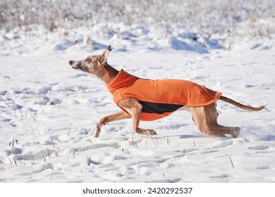 Whippet dog running in the snow. English Whippet or Snap dog